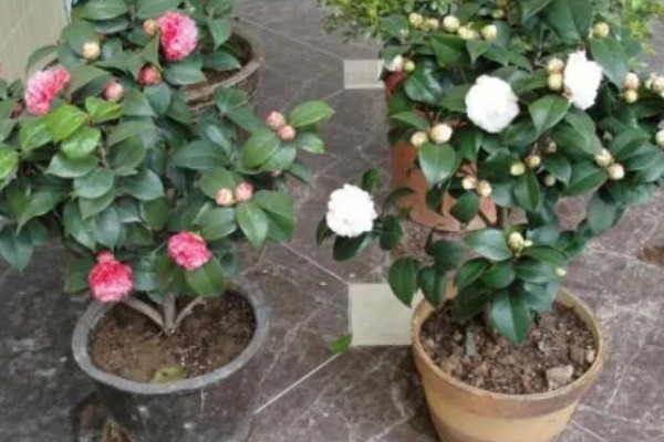 茶花掉叶子怎么办,光照强烈时要遮阴