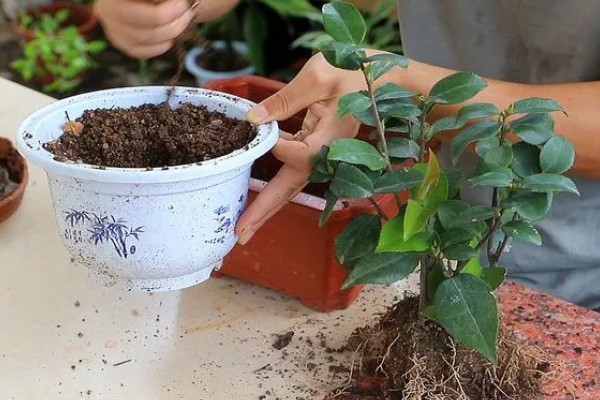 茶花掉叶子怎么办,光照强烈时要遮阴