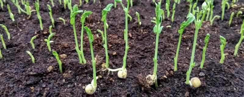 大蒜为什么不发芽，主要是温度低、缺水、没有去顶导致