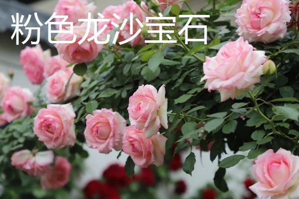 不生病的月季品种，有粉色龙沙宝石、大游行等