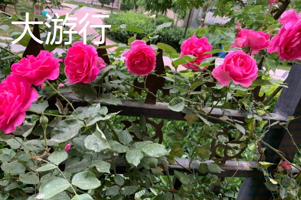 不生病的月季品种，有粉色龙沙宝石、大游行等