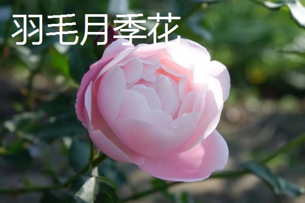 不生病的月季品种，有粉色龙沙宝石、大游行等