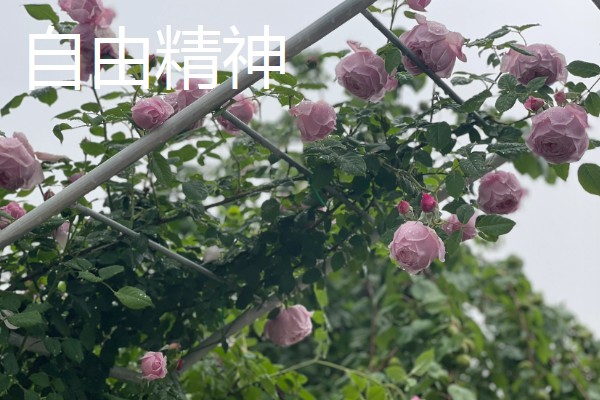 不生病的月季品种，有粉色龙沙宝石、大游行等