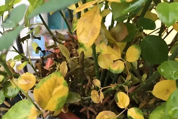 不生病的月季品种，有粉色龙沙宝石、大游行等