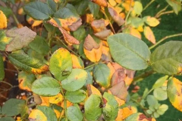 不生病的月季品种，有粉色龙沙宝石、大游行等