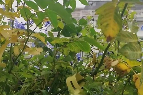 不生病的月季品种，有粉色龙沙宝石、大游行等