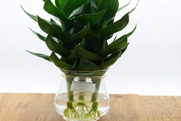 莲花竹怎么养殖，每隔20天追肥一次