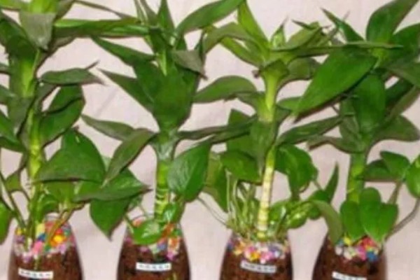 莲花竹怎么养殖，每隔20天追肥一次