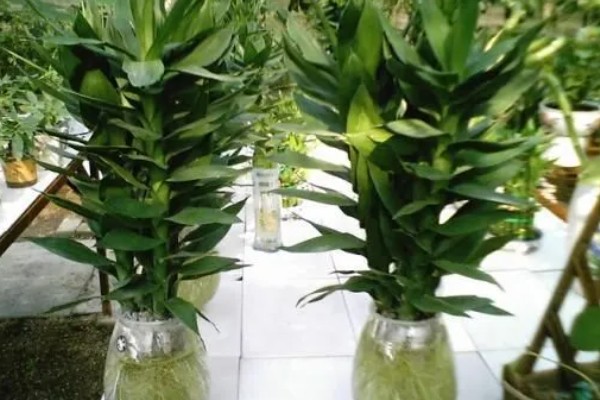 莲花竹怎么养殖，每隔20天追肥一次