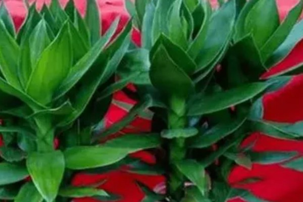 莲花竹怎么养殖，每隔20天追肥一次