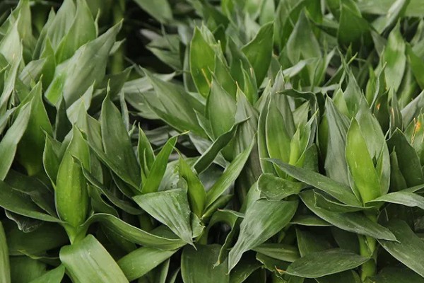 莲花竹怎么养殖，每隔20天追肥一次