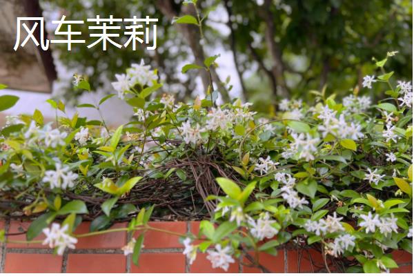 哪些花卉耐热又耐寒,常见金银花、风车茉莉等品种