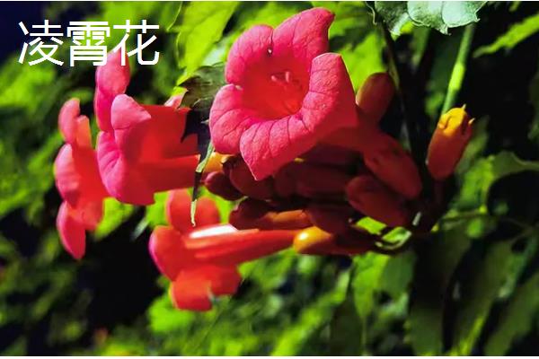 哪些花卉耐热又耐寒,常见金银花、风车茉莉等品种