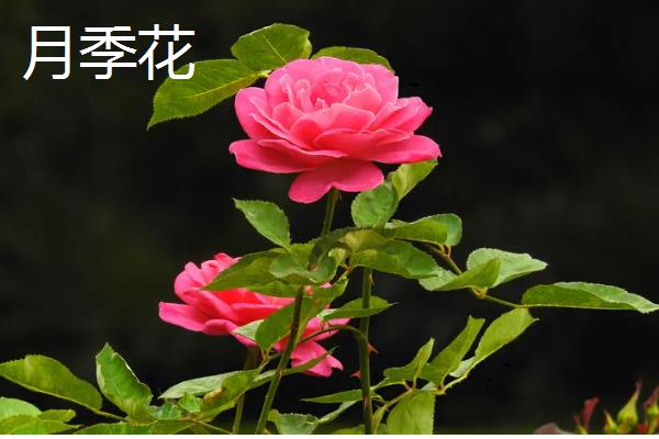 哪些花卉耐热又耐寒,常见金银花、风车茉莉等品种