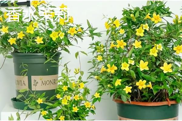 哪些花卉耐热又耐寒,常见金银花、风车茉莉等品种