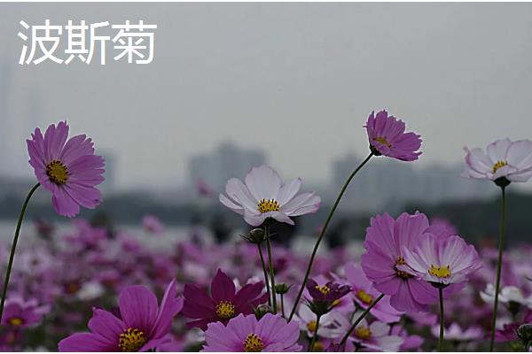 哪些花卉耐热又耐寒,常见金银花、风车茉莉等品种