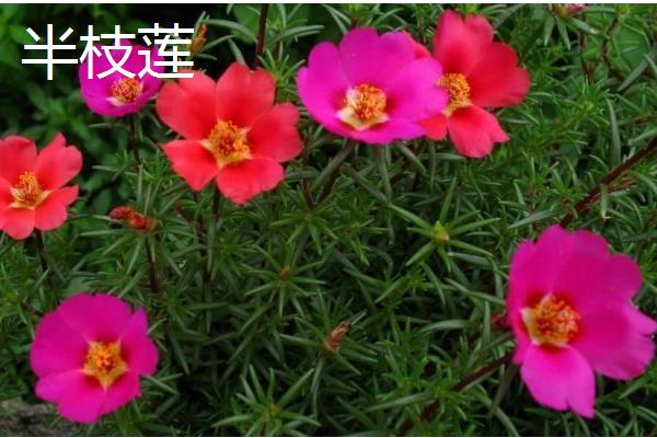 哪些花卉耐热又耐寒,常见金银花、风车茉莉等品种