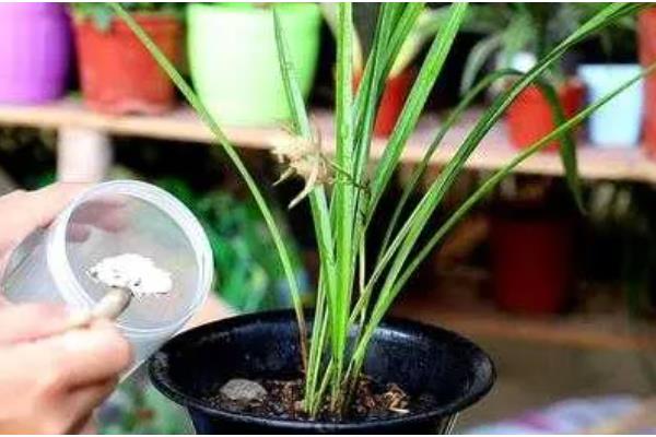 香兰的种植时间，在秋季9-10月播种