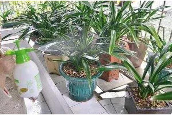 香兰的种植时间，在秋季9-10月播种