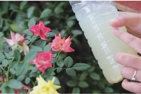 花卉蚜虫药剂如何自制，可用花椒加水熬制