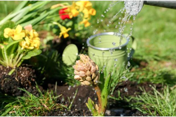 花卉蚜虫药剂如何自制，可用花椒加水熬制