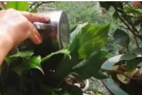 花卉蚜虫药剂如何自制，可用花椒加水熬制