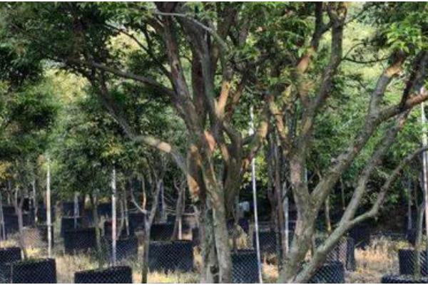 嘉宝果的育苗方法，把株行距保持在50厘米