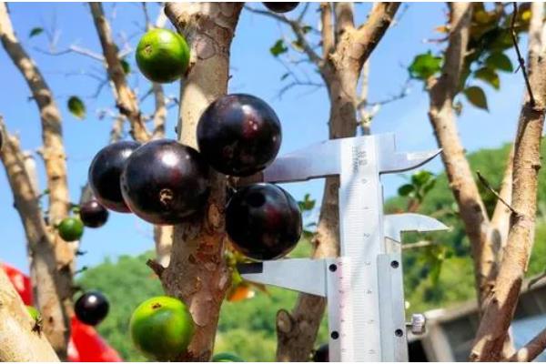 嘉宝果的育苗方法，把株行距保持在50厘米