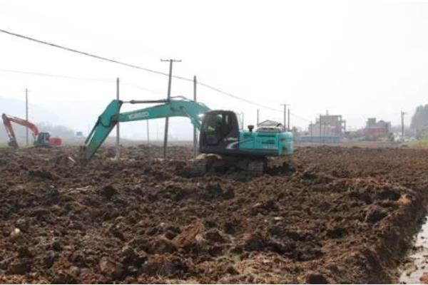 嘉宝果的育苗方法，把株行距保持在50厘米