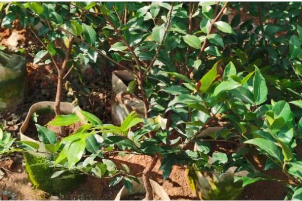 嘉宝果的育苗方法，把株行距保持在50厘米