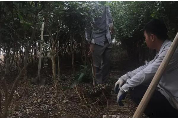 嘉宝果的育苗方法，把株行距保持在50厘米