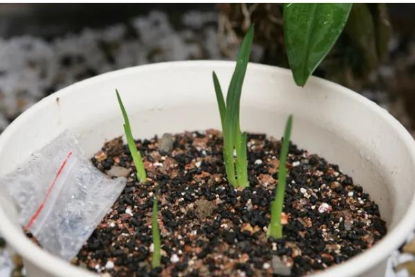 香兰的种植时间，在秋季9-10月播种