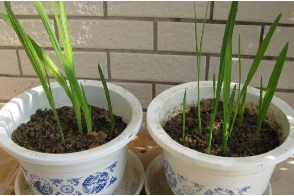 香兰的种植时间，在秋季9-10月播种