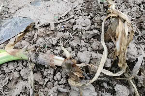 大蒜为什么不发芽，主要是温度低、缺水、没有去顶导致