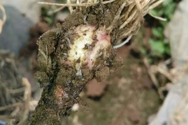 大蒜为什么不发芽，主要是温度低、缺水、没有去顶导致