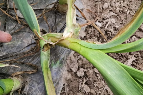 大蒜为什么不发芽，主要是温度低、缺水、没有去顶导致