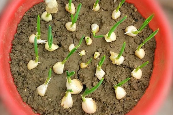 大蒜为什么不发芽，主要是温度低、缺水、没有去顶导致