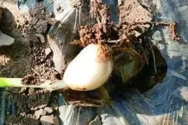 大蒜为什么不发芽，主要是温度低、缺水、没有去顶导致