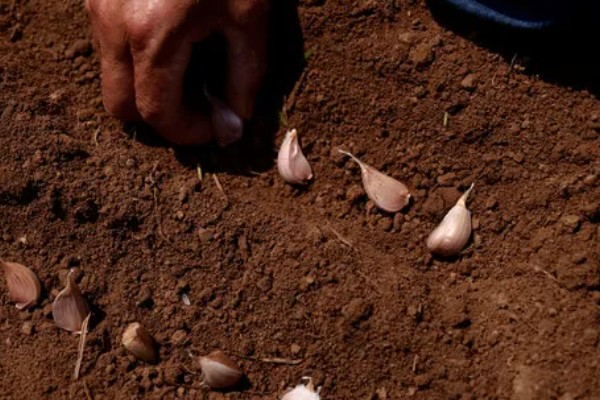 大蒜为什么不发芽，主要是温度低、缺水、没有去顶导致