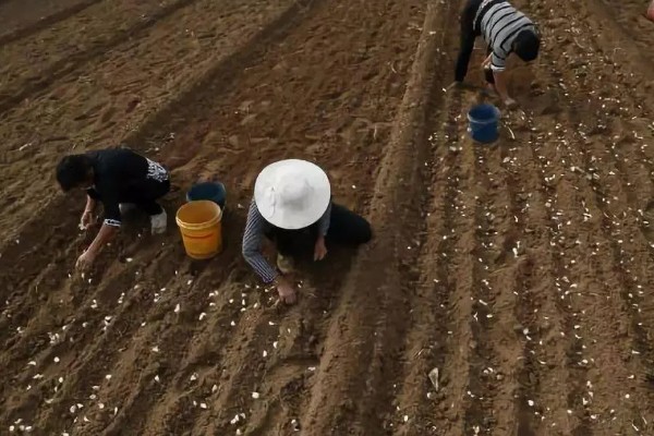 大蒜为什么不发芽，主要是温度低、缺水、没有去顶导致