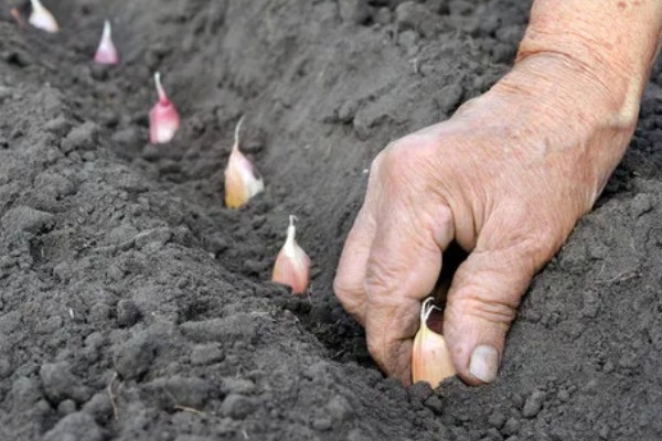 大蒜为什么不发芽，主要是温度低、缺水、没有去顶导致