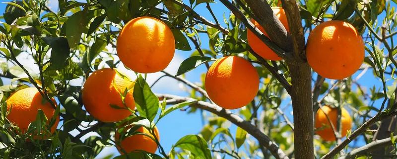 柑橘苗的新品种，有红美人、由良蜜橘等
