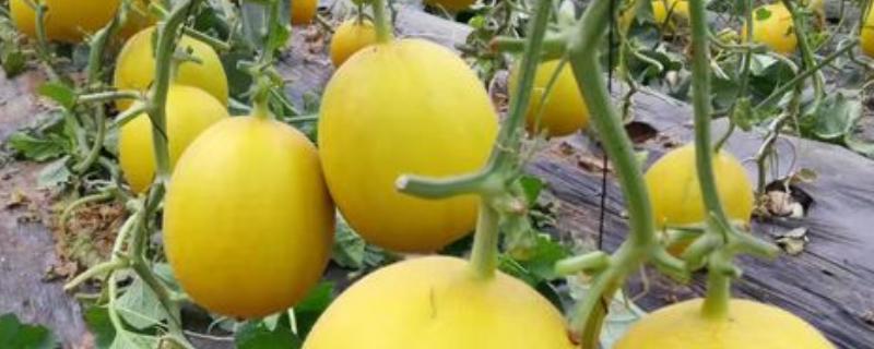 好吃的甜瓜品种，有伊丽莎白、兰州白兰瓜等