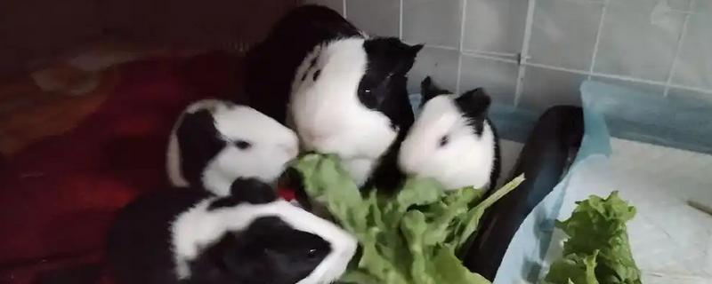 小荷兰猪会不会游泳，会游泳的但只能坚持2-4分钟