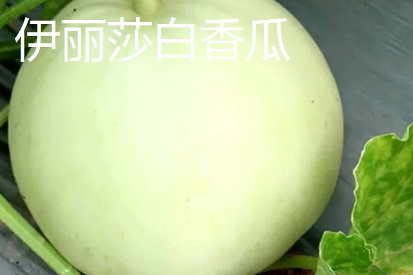 好吃的甜瓜品种,有伊丽莎白、兰州白兰瓜等