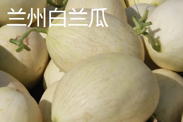 好吃的甜瓜品种,有伊丽莎白、兰州白兰瓜等