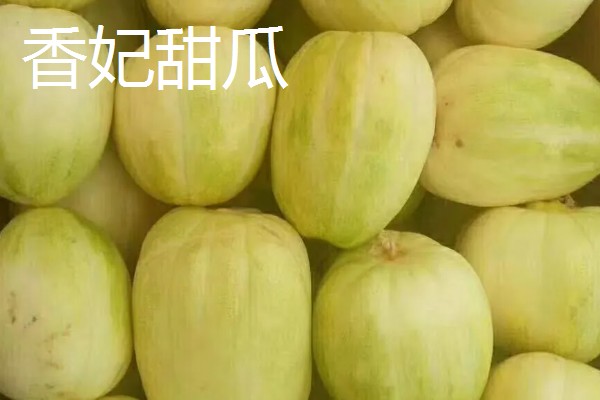 好吃的甜瓜品种,有伊丽莎白、兰州白兰瓜等