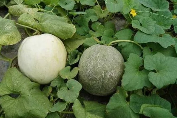 好吃的甜瓜品种,有伊丽莎白、兰州白兰瓜等