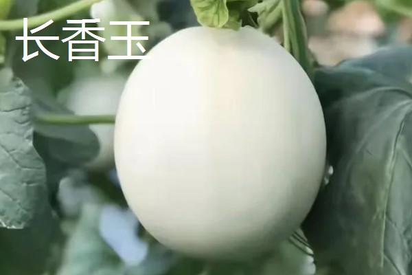 好吃的甜瓜品种,有伊丽莎白、兰州白兰瓜等