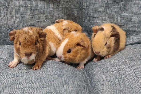 小荷兰猪会不会游泳,会游泳的但只能坚持2-4分钟